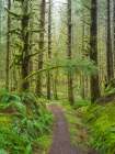 Washington State, Cascades. Mount Baker Snoqualmie NF, Forest trail with moss and fern understory Art Print